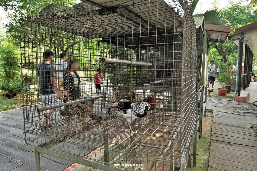 旅遊。苗栗★水庫上的可愛小島日新島 有動物有咖啡廳適合親子好友旅遊 - 妮妮˙ˇ˙用類單記錄生活!!