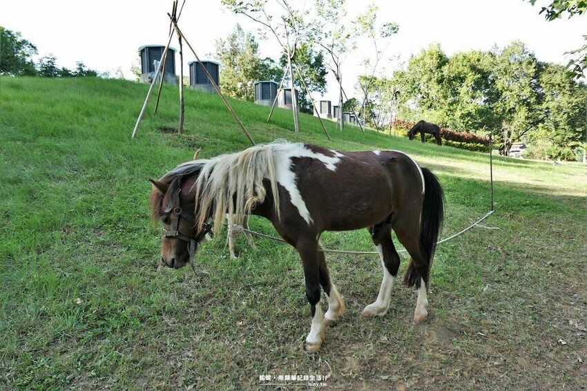 旅遊。苗栗★水庫上的可愛小島日新島 有動物有咖啡廳適合親子好友旅遊 - 妮妮˙ˇ˙用類單記錄生活!!