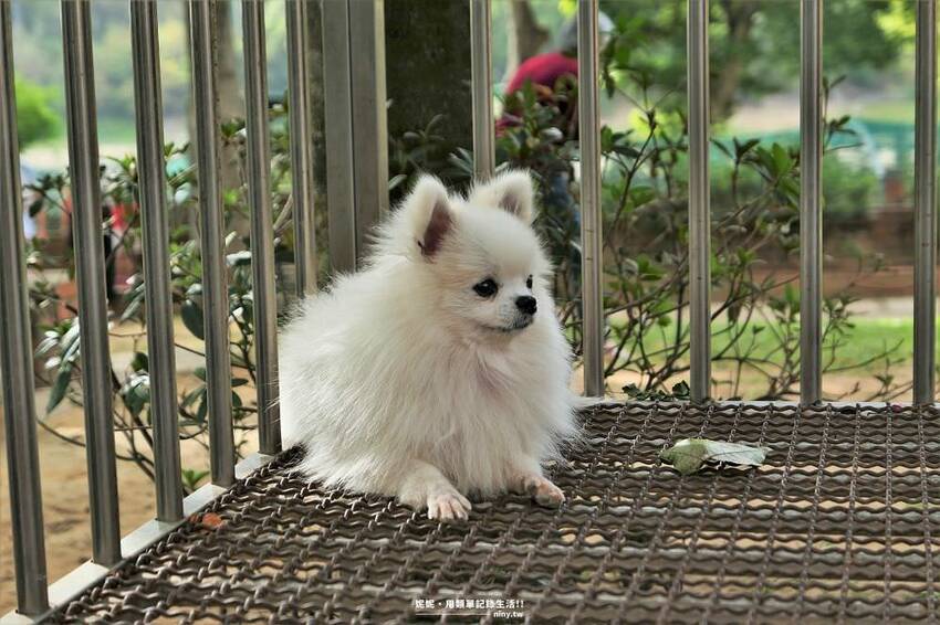 旅遊。苗栗★水庫上的可愛小島日新島 有動物有咖啡廳適合親子好友旅遊 - 妮妮˙ˇ˙用類單記錄生活!!