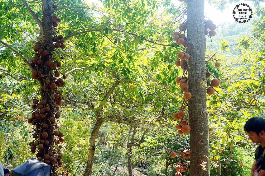 華陶窯,苗栗苑裡景點一日遊,割稻飯客家美食自助式吃到飽/捏陶DIY/生態植物園 - Cyndi loves享食天堂