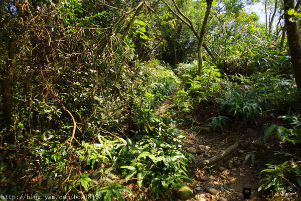 【苗栗。三義】熊熊烈火正在燃燒。惡地火炎山。亂石谷。自然保留區。火炎山步道