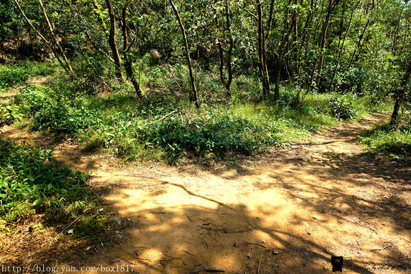 【苗栗。三義】熊熊烈火正在燃燒。惡地火炎山。亂石谷。自然保留區。火炎山步道