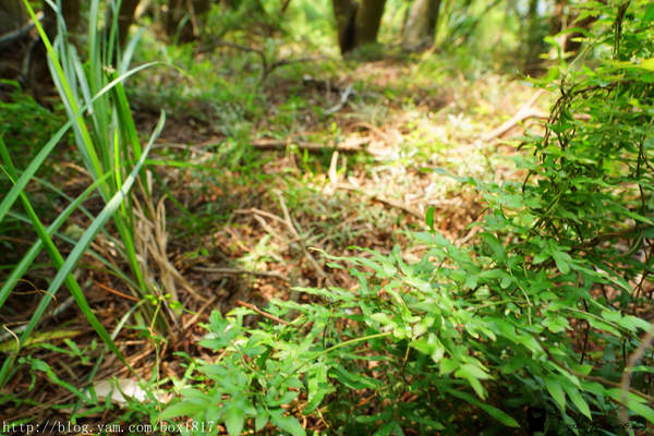 【苗栗。三義】熊熊烈火正在燃燒。惡地火炎山。亂石谷。自然保留區。火炎山步道