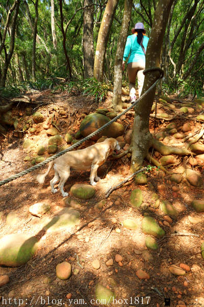 【苗栗。三義】熊熊烈火正在燃燒。惡地火炎山。亂石谷。自然保留區。火炎山步道