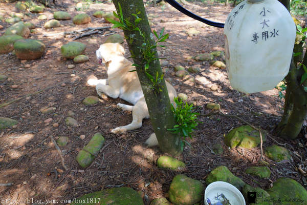 【苗栗。三義】熊熊烈火正在燃燒。惡地火炎山。亂石谷。自然保留區。火炎山步道