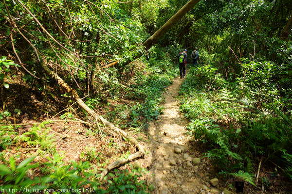 【苗栗。三義】熊熊烈火正在燃燒。惡地火炎山。亂石谷。自然保留區。火炎山步道