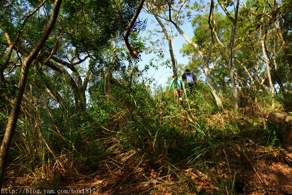 【苗栗。三義】熊熊烈火正在燃燒。惡地火炎山。亂石谷。自然保留區。火炎山步道