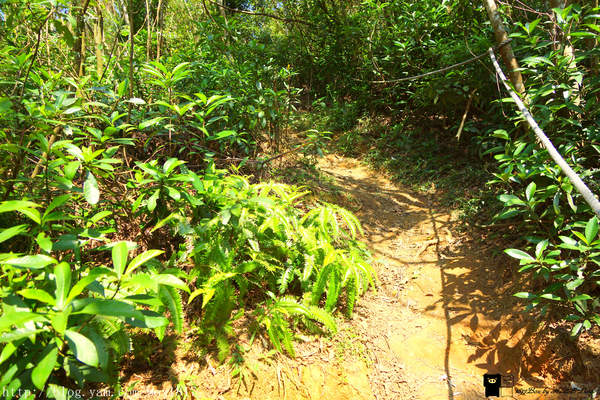 【苗栗。三義】熊熊烈火正在燃燒。惡地火炎山。亂石谷。自然保留區。火炎山步道