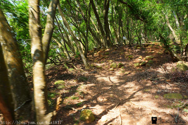 【苗栗。三義】熊熊烈火正在燃燒。惡地火炎山。亂石谷。自然保留區。火炎山步道