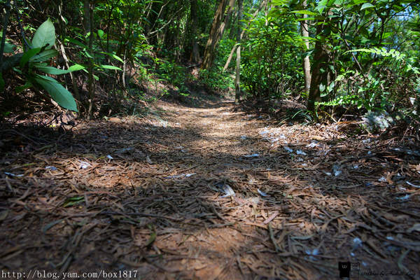 【苗栗。三義】熊熊烈火正在燃燒。惡地火炎山。亂石谷。自然保留區。火炎山步道