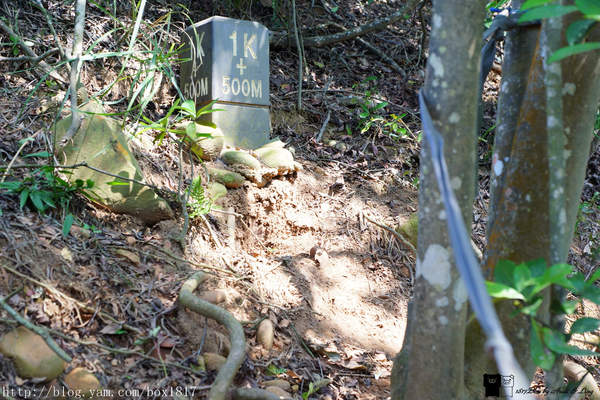 【苗栗。三義】熊熊烈火正在燃燒。惡地火炎山。亂石谷。自然保留區。火炎山步道