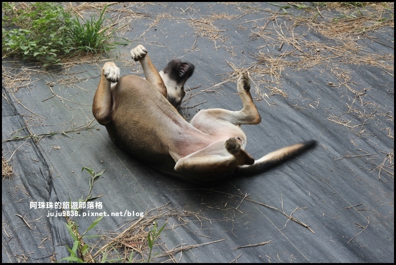 泰安輕旅行133.JPG