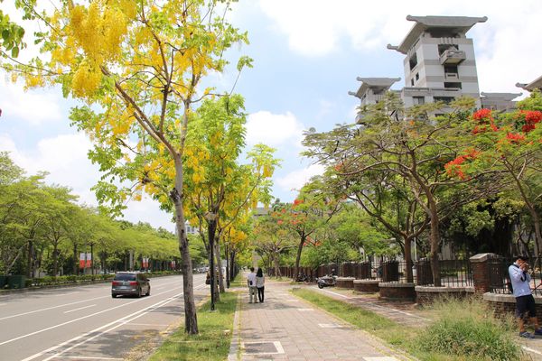 成功大學阿勃勒花海:【台南景點】成功大學自強校區~阿勃勒鳳凰花齊開,兩花合奏耀眼奪目美艷動人~把握花期來欣賞美景