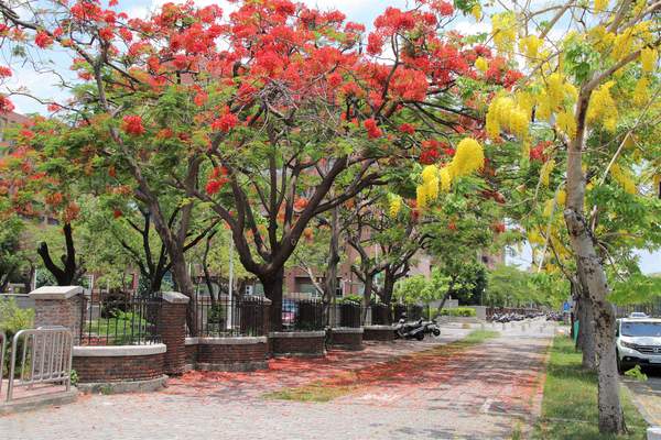 成功大學阿勃勒花海:【台南景點】成功大學自強校區~阿勃勒鳳凰花齊開,兩花合奏耀眼奪目美艷動人~把握花期來欣賞美景