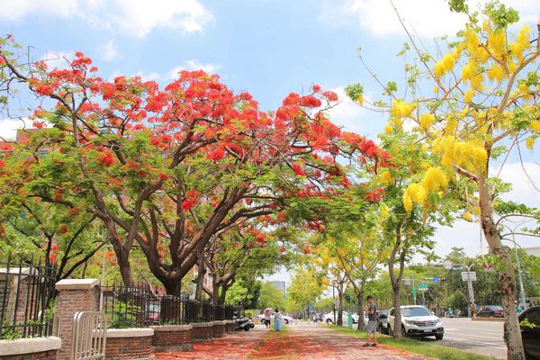 成功大學阿勃勒花海:【台南景點】成功大學自強校區~阿勃勒鳳凰花齊開,兩花合奏耀眼奪目美艷動人~把握花期來欣賞美景