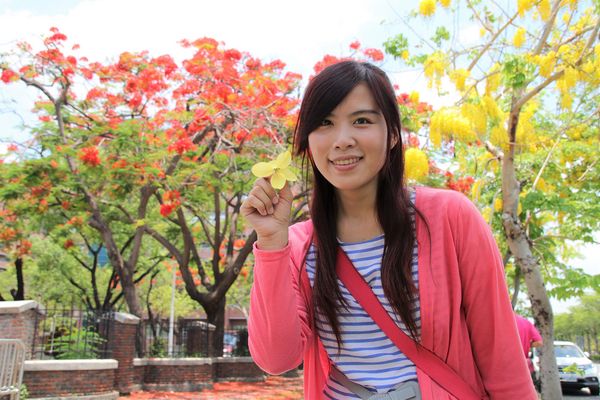 成功大學阿勃勒花海:【台南景點】成功大學自強校區~阿勃勒鳳凰花齊開,兩花合奏耀眼奪目美艷動人~把握花期來欣賞美景