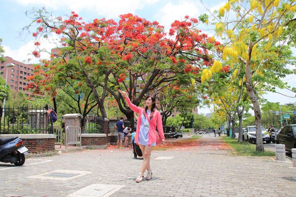 成功大學阿勃勒花海:【台南景點】成功大學自強校區~阿勃勒鳳凰花齊開,兩花合奏耀眼奪目美艷動人~把握花期來欣賞美景