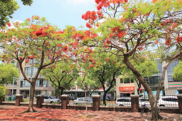 成功大學阿勃勒花海:【台南景點】成功大學自強校區~阿勃勒鳳凰花齊開,兩花合奏耀眼奪目美艷動人~把握花期來欣賞美景