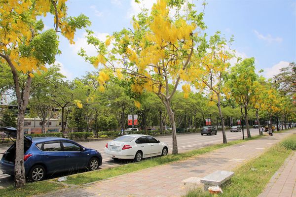 成功大學阿勃勒花海:【台南景點】成功大學自強校區~阿勃勒鳳凰花齊開,兩花合奏耀眼奪目美艷動人~把握花期來欣賞美景
