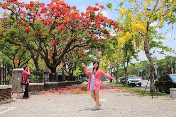 成功大學阿勃勒花海:【台南景點】成功大學自強校區~阿勃勒鳳凰花齊開,兩花合奏耀眼奪目美艷動人~把握花期來欣賞美景