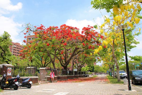 成功大學阿勃勒花海:【台南景點】成功大學自強校區~阿勃勒鳳凰花齊開,兩花合奏耀眼奪目美艷動人~把握花期來欣賞美景