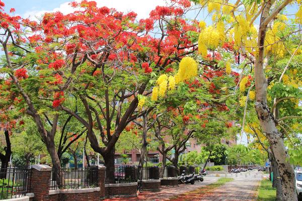 成功大學阿勃勒花海:【台南景點】成功大學自強校區~阿勃勒鳳凰花齊開,兩花合奏耀眼奪目美艷動人~把握花期來欣賞美景