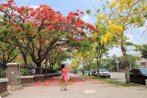 成功大學阿勃勒花海:【台南景點】成功大學自強校區~阿勃勒鳳凰花齊開,兩花合奏耀眼奪目美艷動人~把握花期來欣賞美景