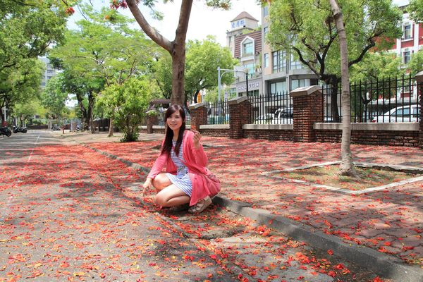 成功大學阿勃勒花海:【台南景點】成功大學自強校區~阿勃勒鳳凰花齊開,兩花合奏耀眼奪目美艷動人~把握花期來欣賞美景