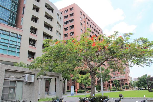 成功大學阿勃勒花海:【台南景點】成功大學自強校區~阿勃勒鳳凰花齊開,兩花合奏耀眼奪目美艷動人~把握花期來欣賞美景