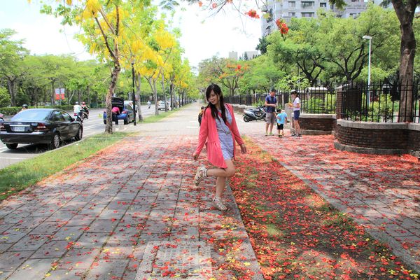 成功大學阿勃勒花海:【台南景點】成功大學自強校區~阿勃勒鳳凰花齊開,兩花合奏耀眼奪目美艷動人~把握花期來欣賞美景