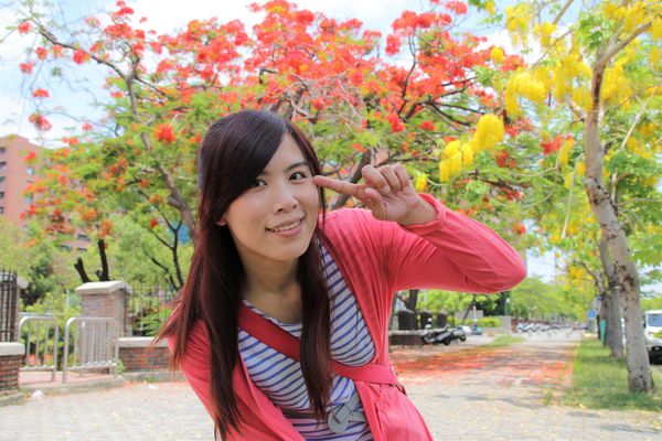 成功大學阿勃勒花海:【台南景點】成功大學自強校區~阿勃勒鳳凰花齊開,兩花合奏耀眼奪目美艷動人~把握花期來欣賞美景