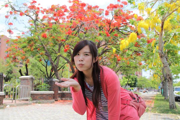 成功大學阿勃勒花海:【台南景點】成功大學自強校區~阿勃勒鳳凰花齊開,兩花合奏耀眼奪目美艷動人~把握花期來欣賞美景