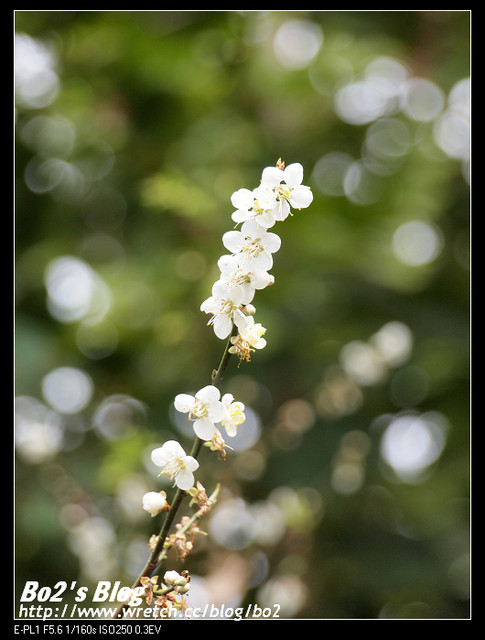 台南.楠西-梅嶺追梅去(西拉雅國家風景區內)