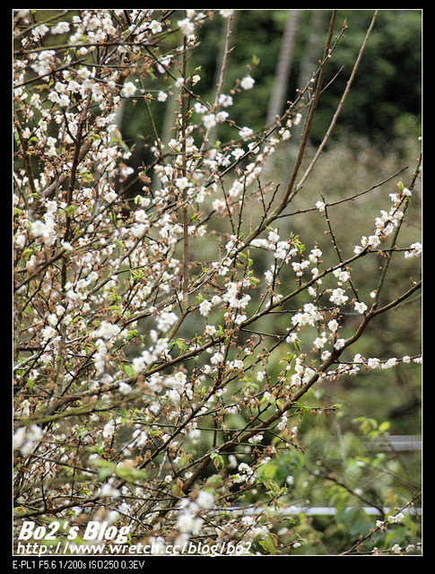 台南.楠西-梅嶺追梅去(西拉雅國家風景區內)