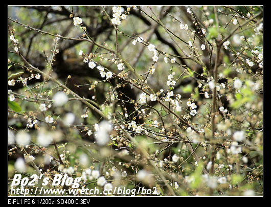 台南.楠西-梅嶺追梅去(西拉雅國家風景區內)