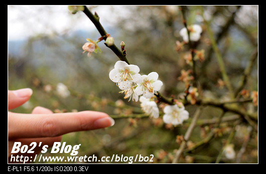 台南.楠西-梅嶺追梅去(西拉雅國家風景區內)