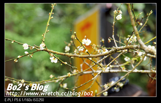 台南.楠西-梅嶺追梅去(西拉雅國家風景區內)