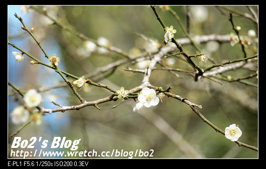 台南.楠西-梅嶺追梅去(西拉雅國家風景區內)