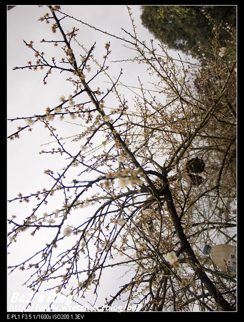 台南.楠西-梅嶺追梅去(西拉雅國家風景區內)