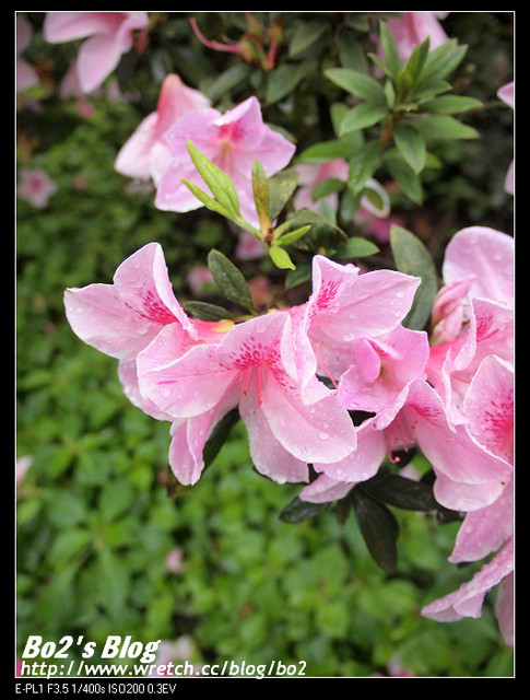 台南.楠西-梅嶺追梅去(西拉雅國家風景區內)
