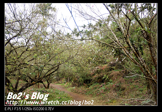 台南.楠西-梅嶺追梅去(西拉雅國家風景區內)