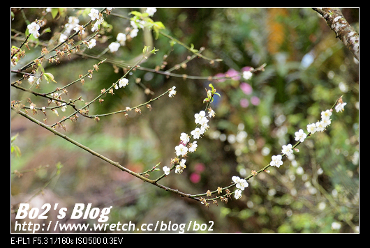 台南.楠西-梅嶺追梅去(西拉雅國家風景區內)