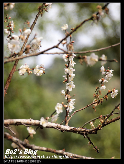 台南.楠西-梅嶺追梅去(西拉雅國家風景區內)