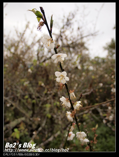 台南.楠西-梅嶺追梅去(西拉雅國家風景區內)