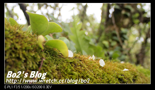 台南.楠西-梅嶺追梅去(西拉雅國家風景區內)