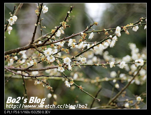 台南.楠西-梅嶺追梅去(西拉雅國家風景區內)