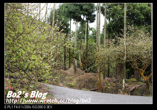 台南.楠西-梅嶺追梅去(西拉雅國家風景區內)