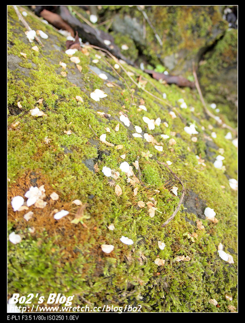 台南.楠西-梅嶺追梅去(西拉雅國家風景區內)
