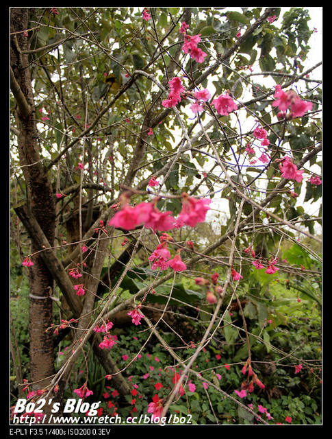 台南.楠西-梅嶺追梅去(西拉雅國家風景區內)