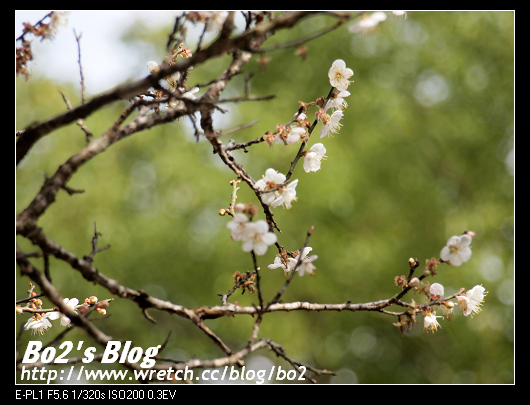 台南.楠西-梅嶺追梅去(西拉雅國家風景區內)